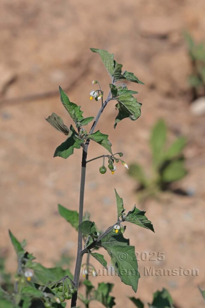Solanum nigrum vers Nonza (France, Haute-Corse)