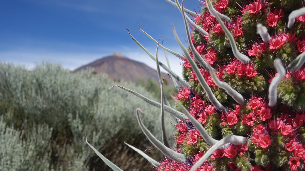 Tenerife_2022_16_9