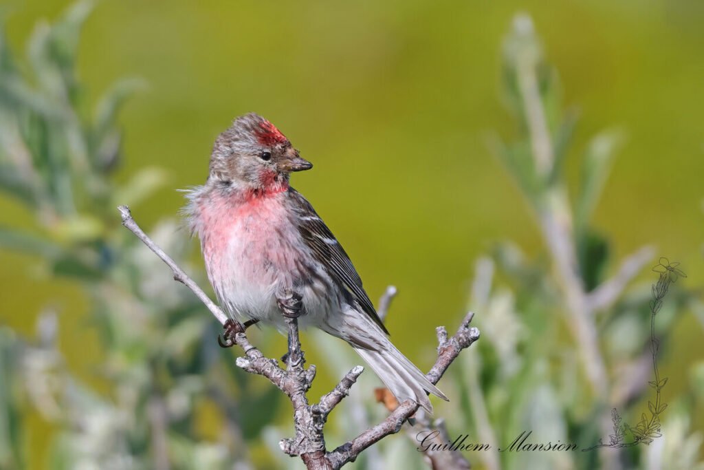 Acanthis flammea - Sizerin flammé [Fringillidae]