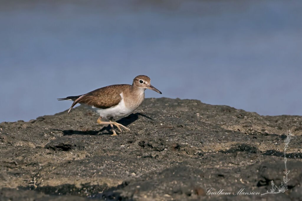 Actitis hypoleucos - Chevalier guignette [Scolopacidae]
