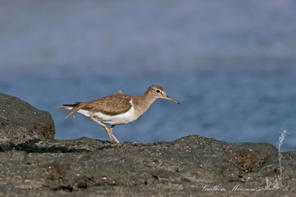 Actitis hypoleucos - Chevalier guignette [Scolopacidae]