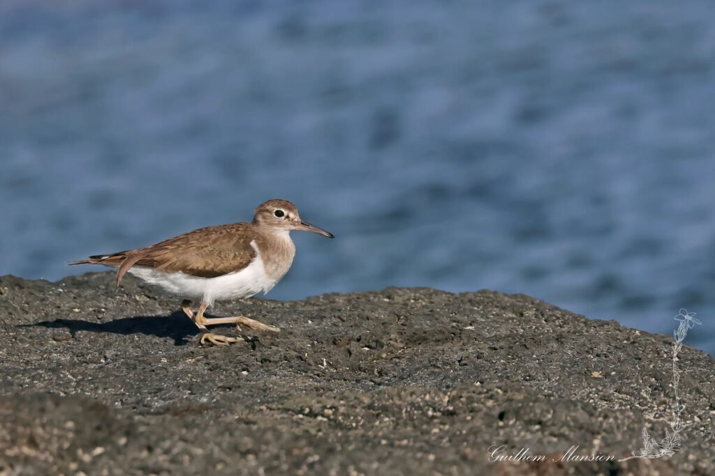 Actitis hypoleucos - Chevalier guignette [Scolopacidae]