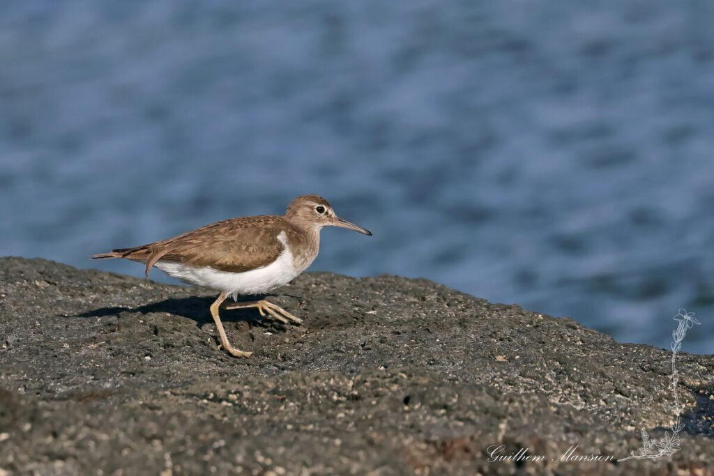 Actitis hypoleucos - Chevalier guignette [Scolopacidae]