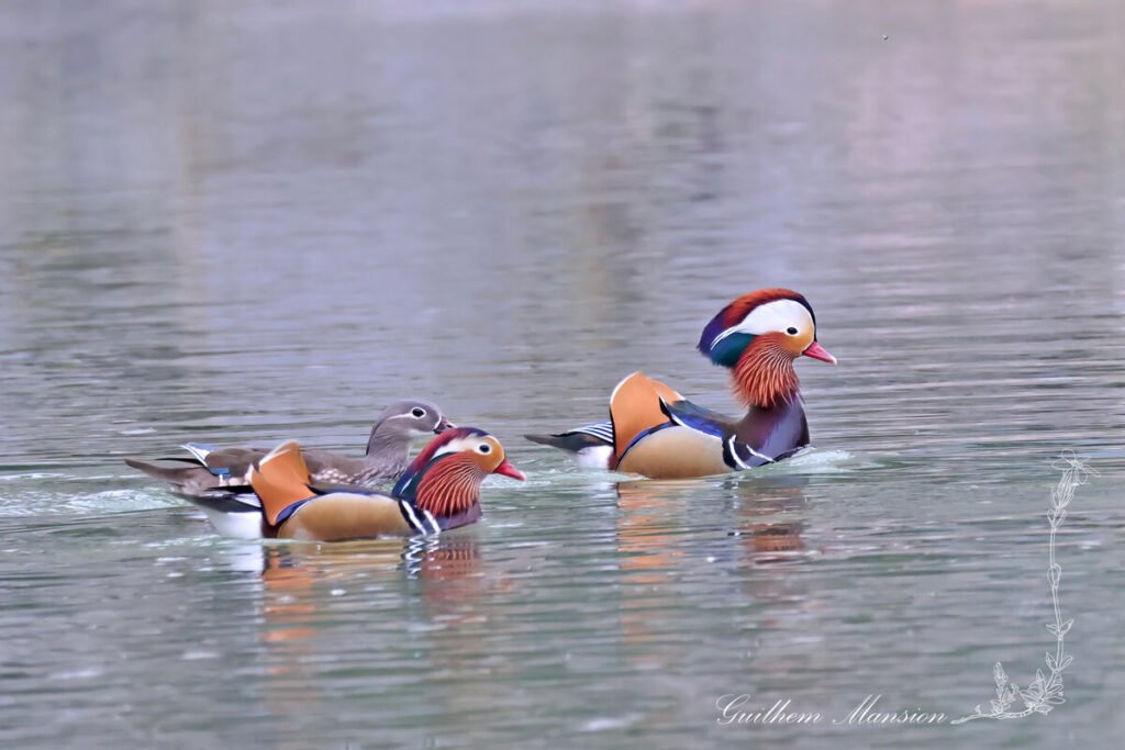 Aix galericulata - Canard mandarin [Anatidae]