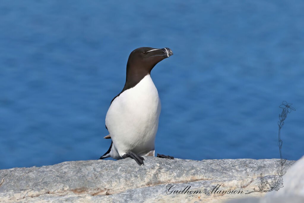 Alca torda - Pingouin torda [Alcidae]