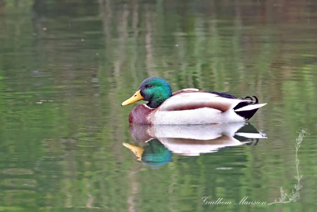 Anas platyrhynchos - Canard colvert [Anatidae]