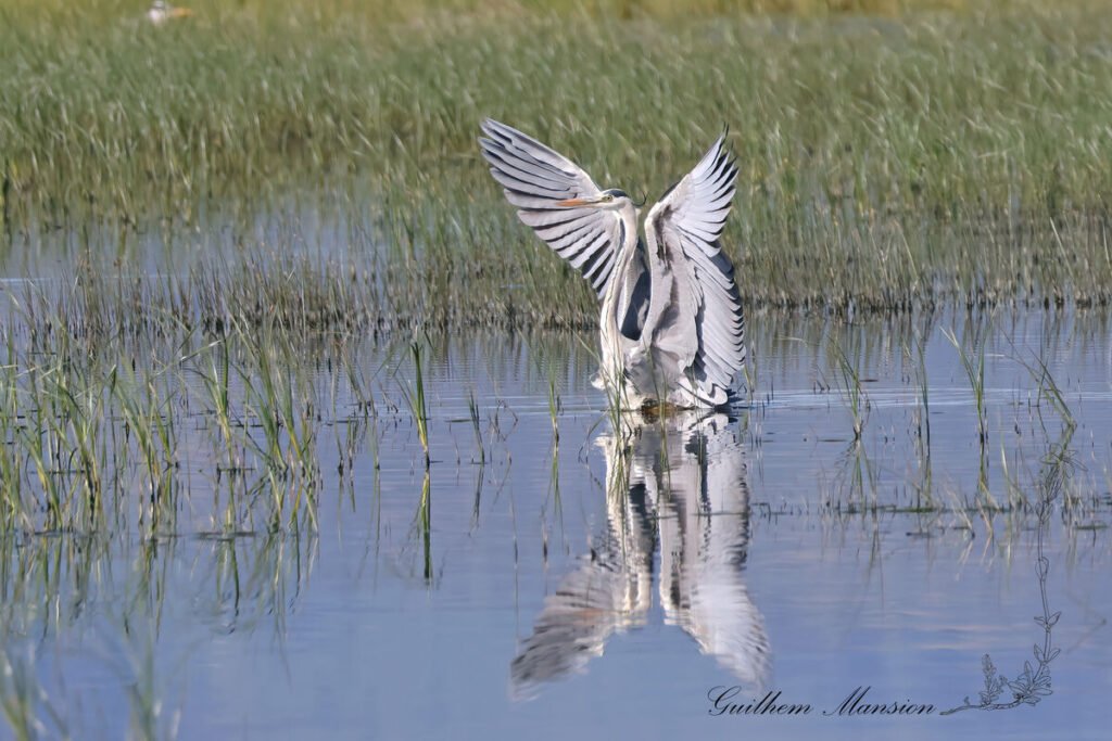 Ardea cinerea - Héron cendré [Ardeidae]