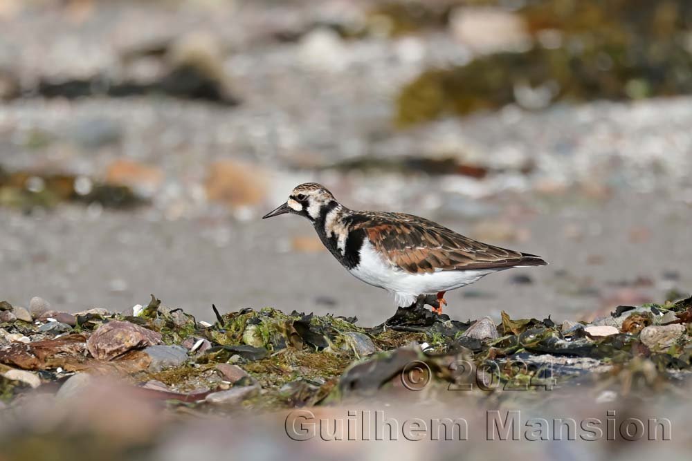 Arenaria interpres - Tournepierre collier [Scolopacidae]