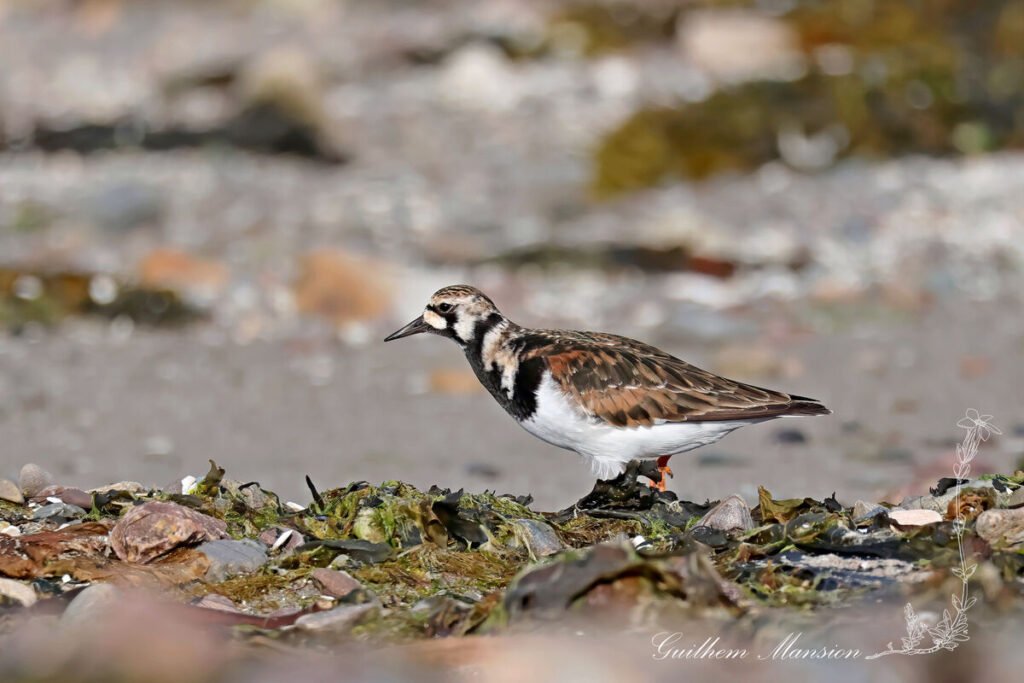 Arenaria interpres - Tournepierre collier [Scolopacidae]