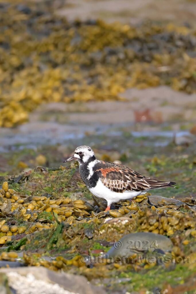 Arenaria interpres - Tournepierre collier [Scolopacidae]