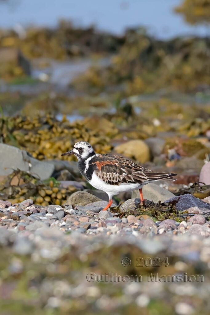 Arenaria interpres - Tournepierre collier [Scolopacidae]