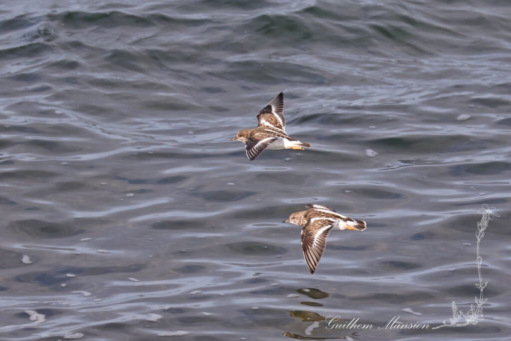 Arenaria interpres - Tournepierre collier [Scolopacidae]