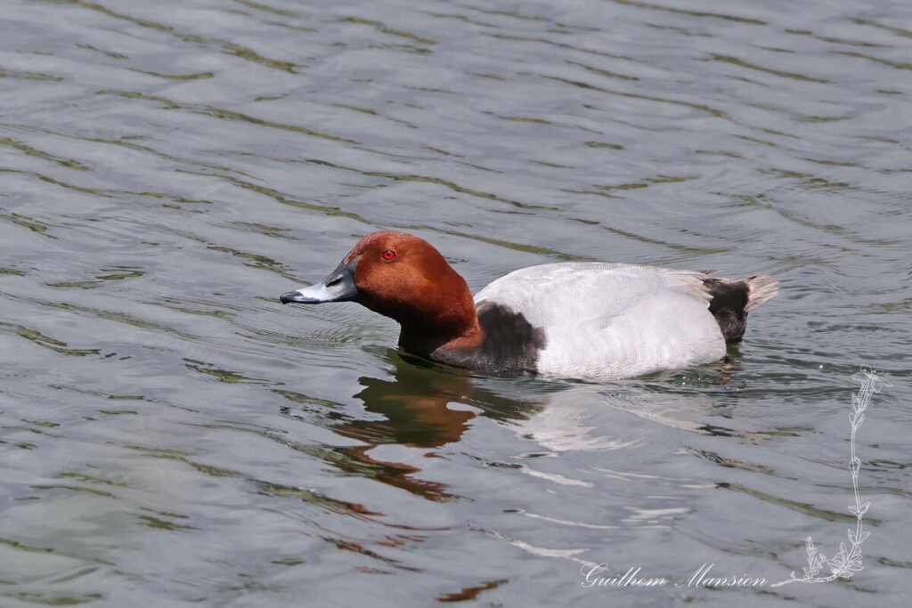 Aythya ferina - Fuligule milouin [Anatidae]