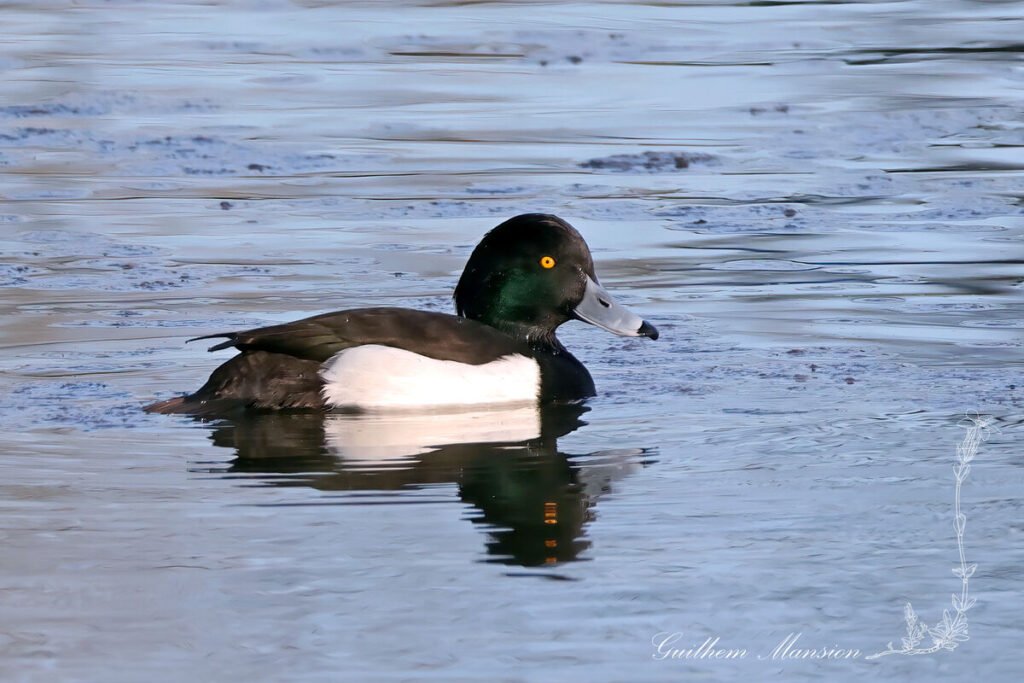 Aythya fuligula - Fuligule morillon [Anatidae]