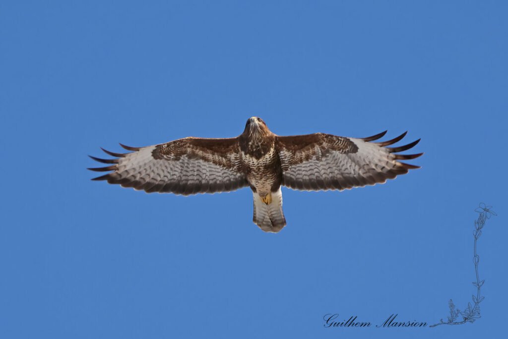 Buteo buteo - Buse variable [Accipitridae]