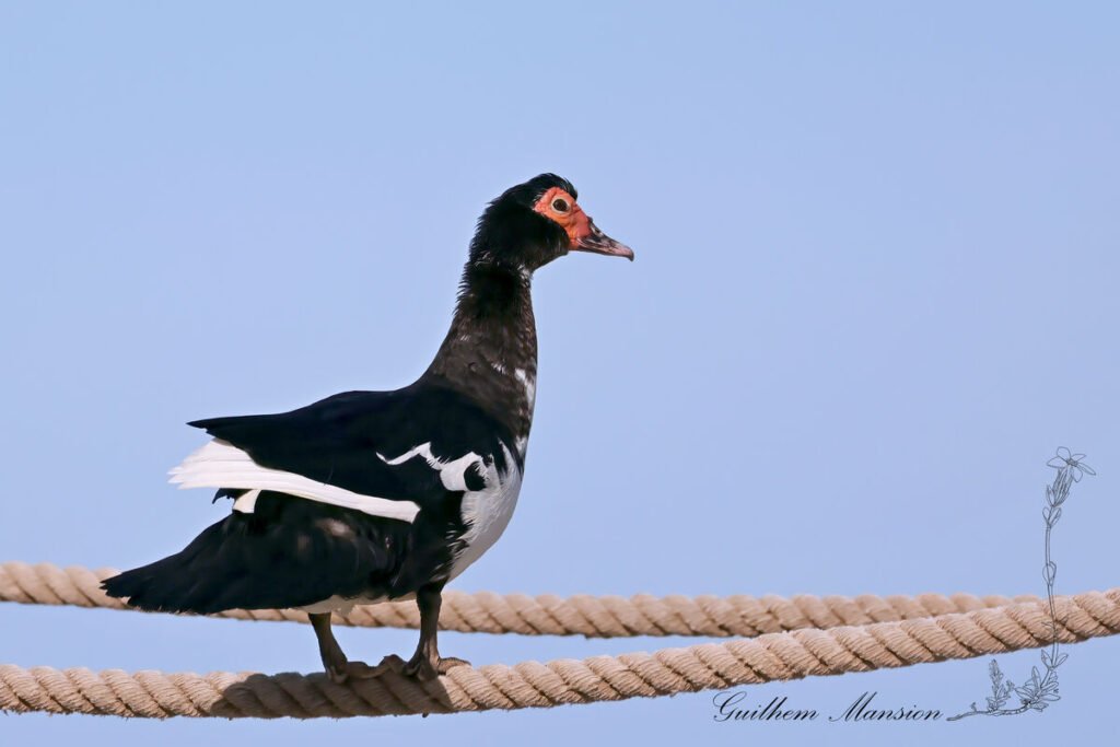 Cairina moschata - Canard musqué [Anatidae]