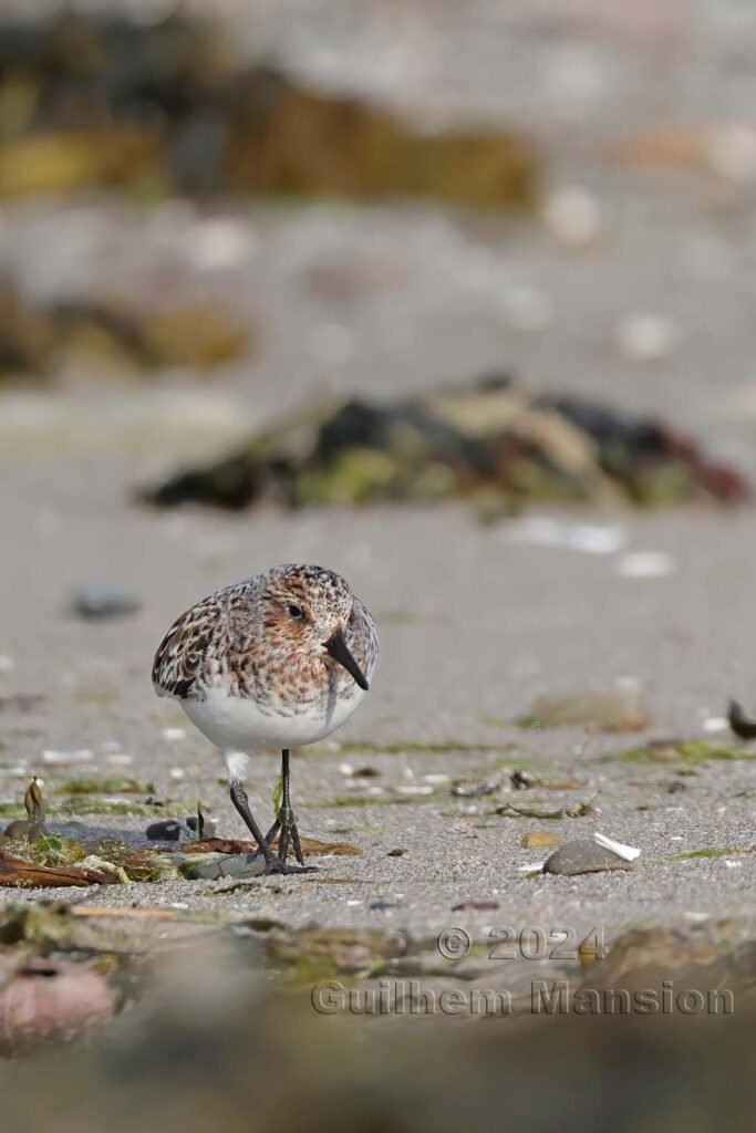 Calidris alba - Bécasseau sanderling [Scolopacidae]