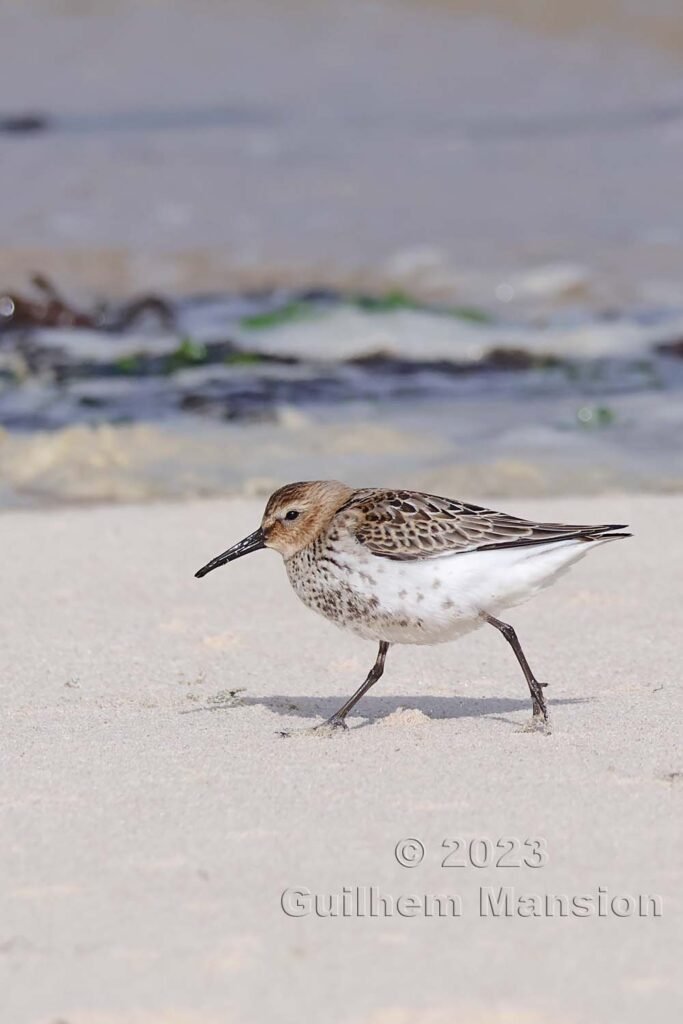 Calidris alpina - Bécasseau variable [Scolopacidae]