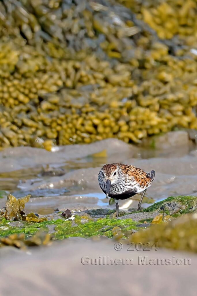 Calidris alpina - Bécasseau variable [Scolopacidae]