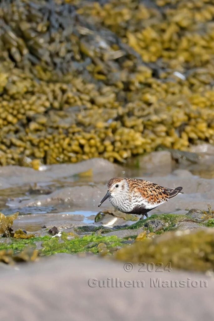 Calidris alpina - Bécasseau variable [Scolopacidae]