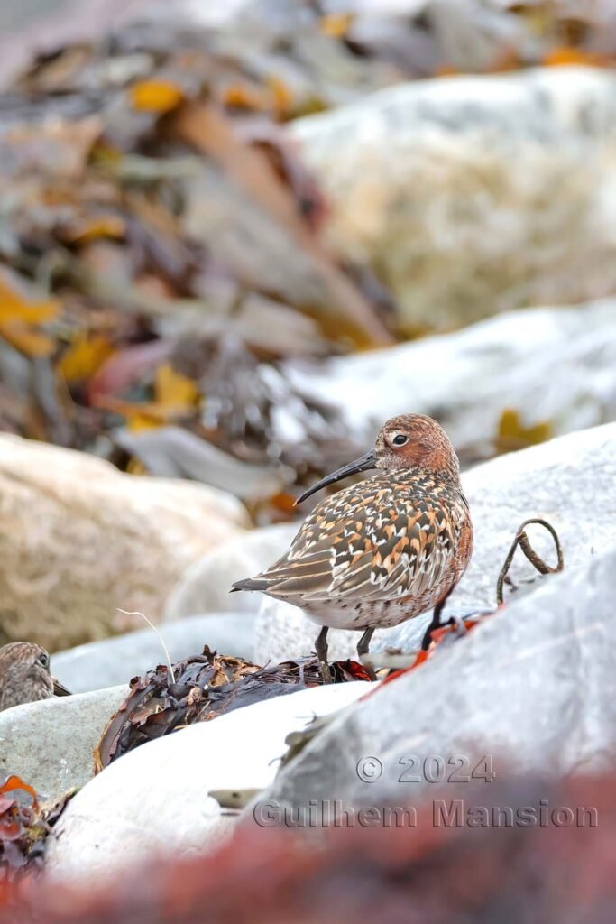 Calidris ferruginea - Bécasseau cocorli [Scolopacidae]