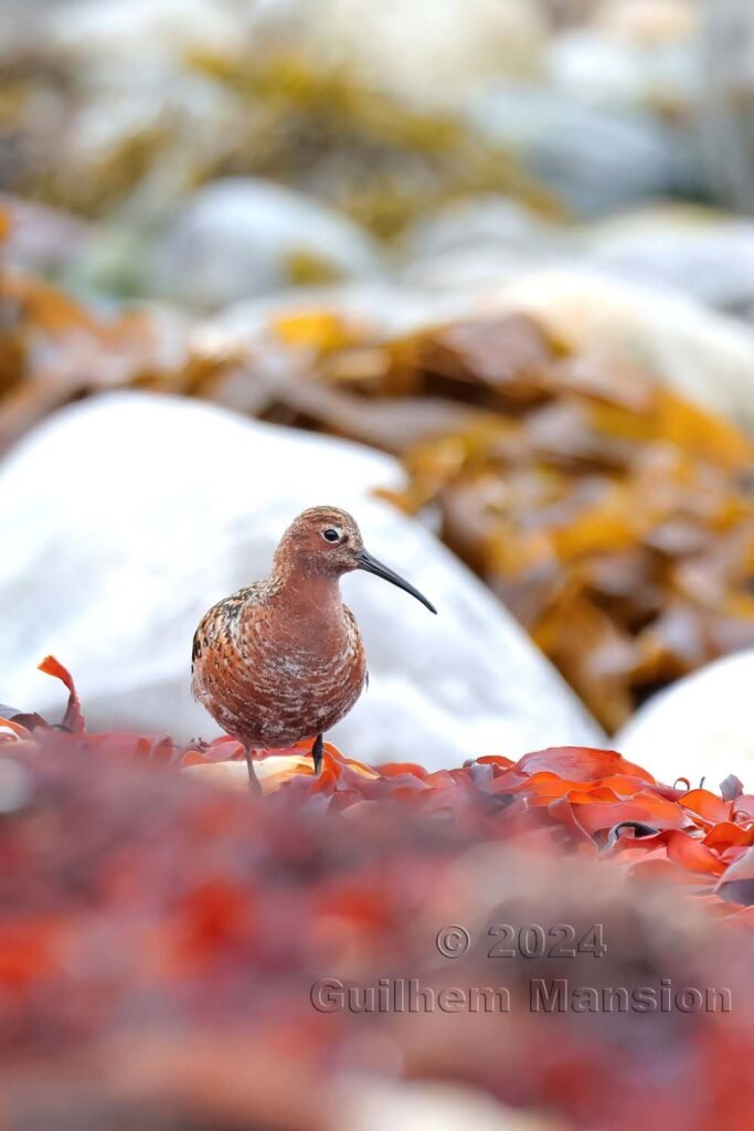 Calidris ferruginea - Bécasseau cocorli [Scolopacidae]