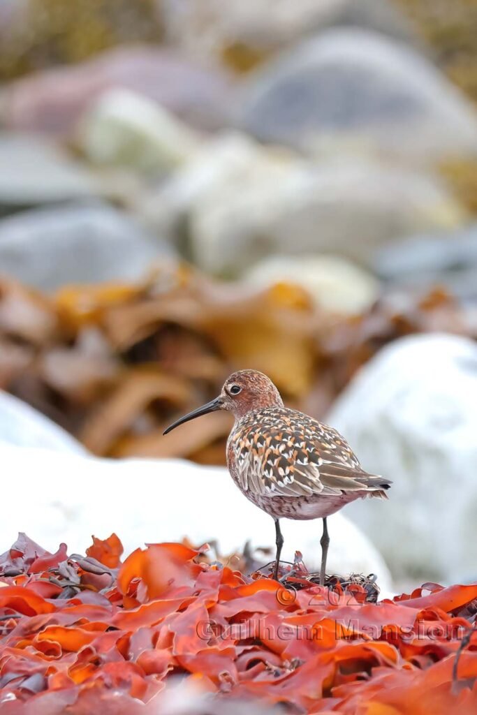 Calidris ferruginea - Bécasseau cocorli [Scolopacidae]