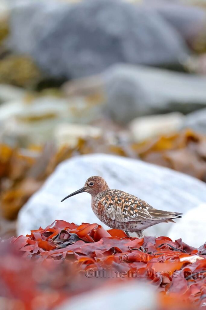 Calidris ferruginea - Bécasseau cocorli [Scolopacidae]