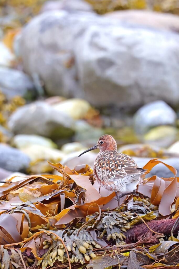 Calidris ferruginea - Bécasseau cocorli [Scolopacidae]