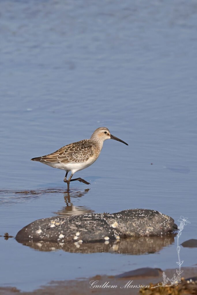 Calidris ferruginea - Bécasseau cocorli [Scolopacidae]