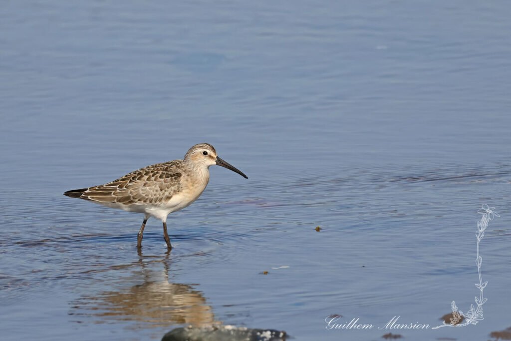 Calidris ferruginea - Bécasseau cocorli [Scolopacidae]