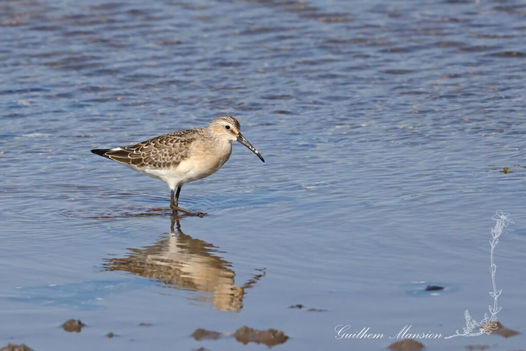 Calidris ferruginea - Bécasseau cocorli [Scolopacidae]