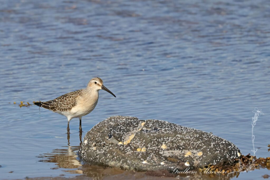 Calidris ferruginea - Bécasseau cocorli [Scolopacidae]