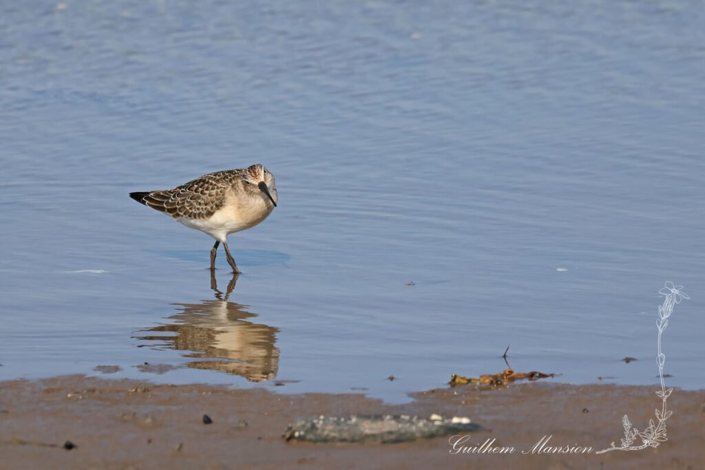 Calidris ferruginea - Bécasseau cocorli [Scolopacidae]