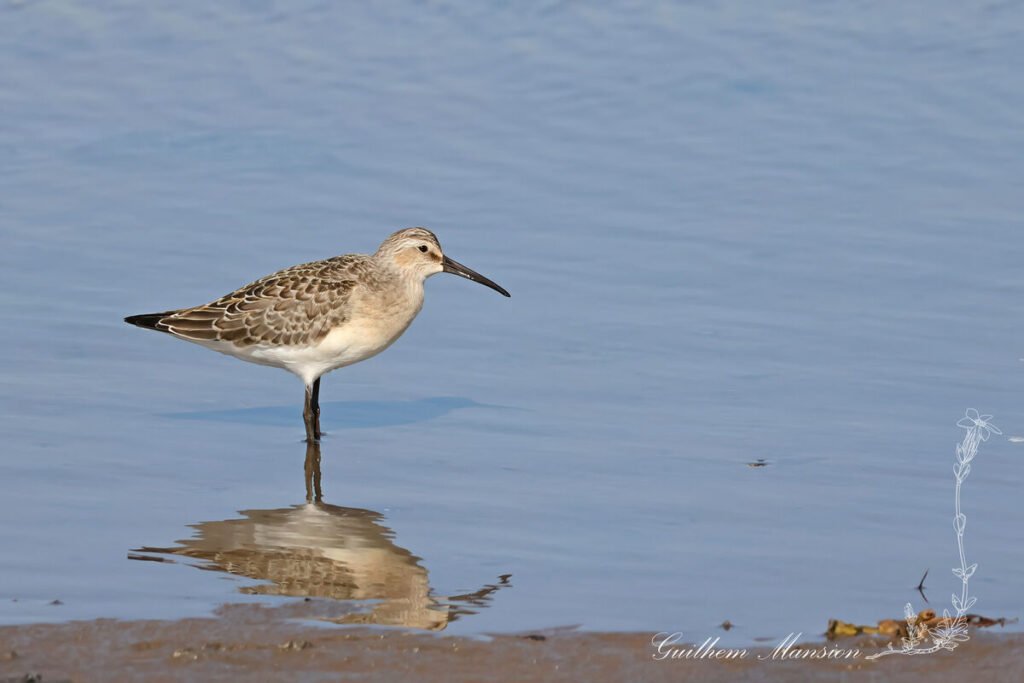 Calidris ferruginea - Bécasseau cocorli [Scolopacidae]