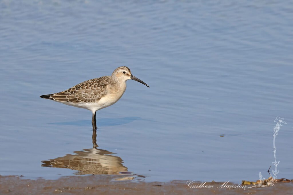 Calidris ferruginea - Bécasseau cocorli [Scolopacidae]
