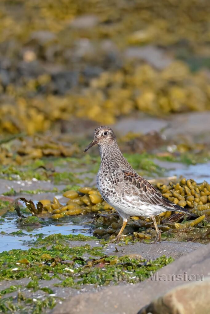 Calidris maritima - Bécasseau violet [Scolopacidae]