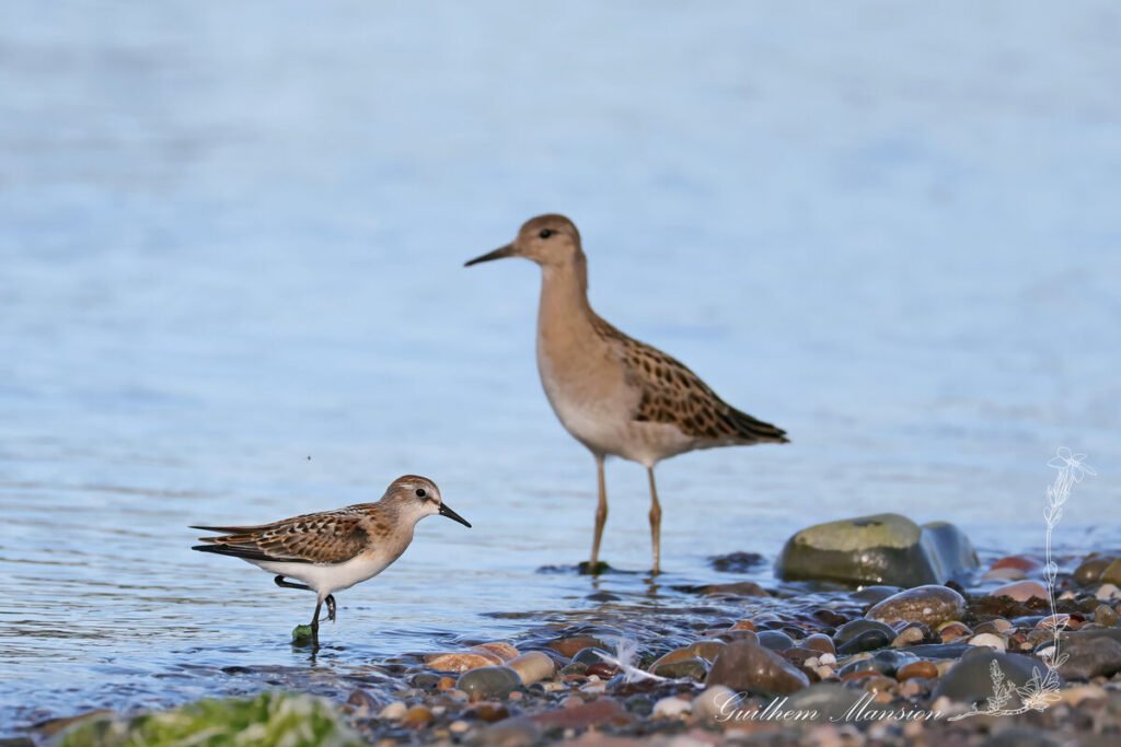 Calidris minuta - Bécasseau minute [Scolopacidae]