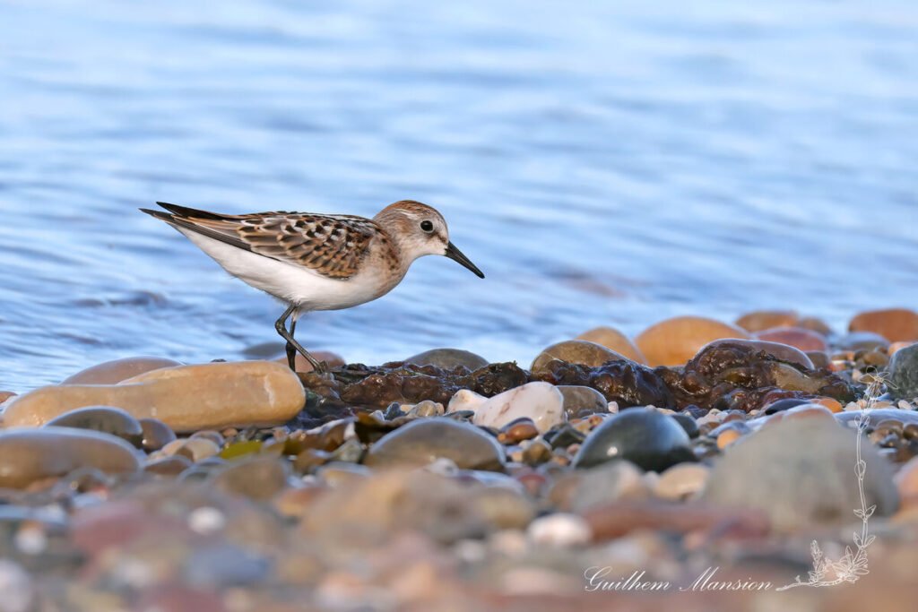 Calidris minuta - Bécasseau minute [Scolopacidae]