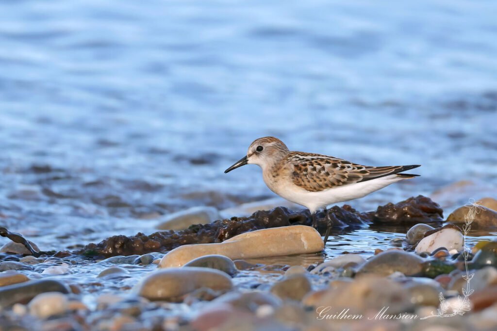 Calidris minuta - Bécasseau minute [Scolopacidae]