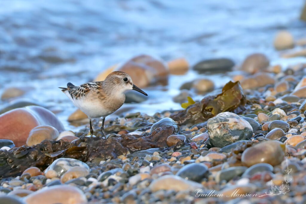 Calidris minuta - Bécasseau minute [Scolopacidae]