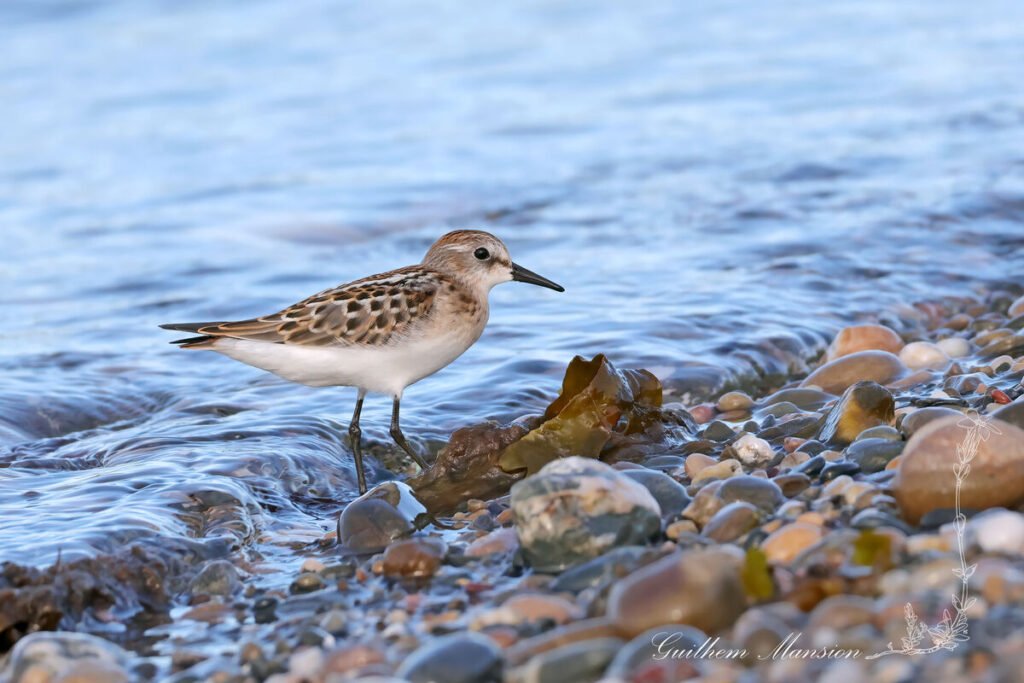 Calidris minuta - Bécasseau minute [Scolopacidae]