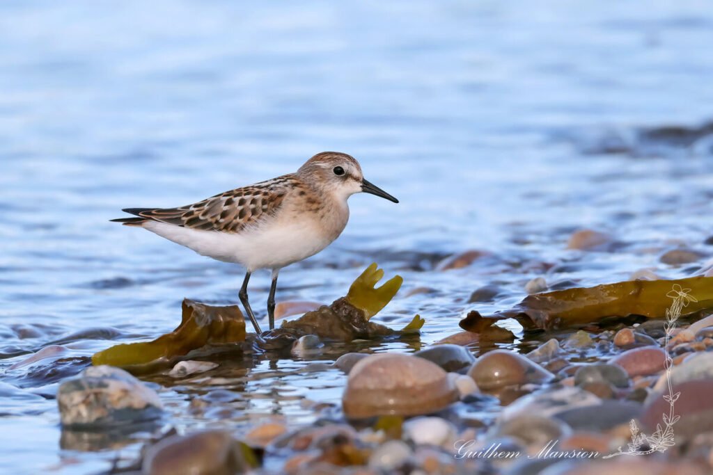 Calidris minuta - Bécasseau minute [Scolopacidae]
