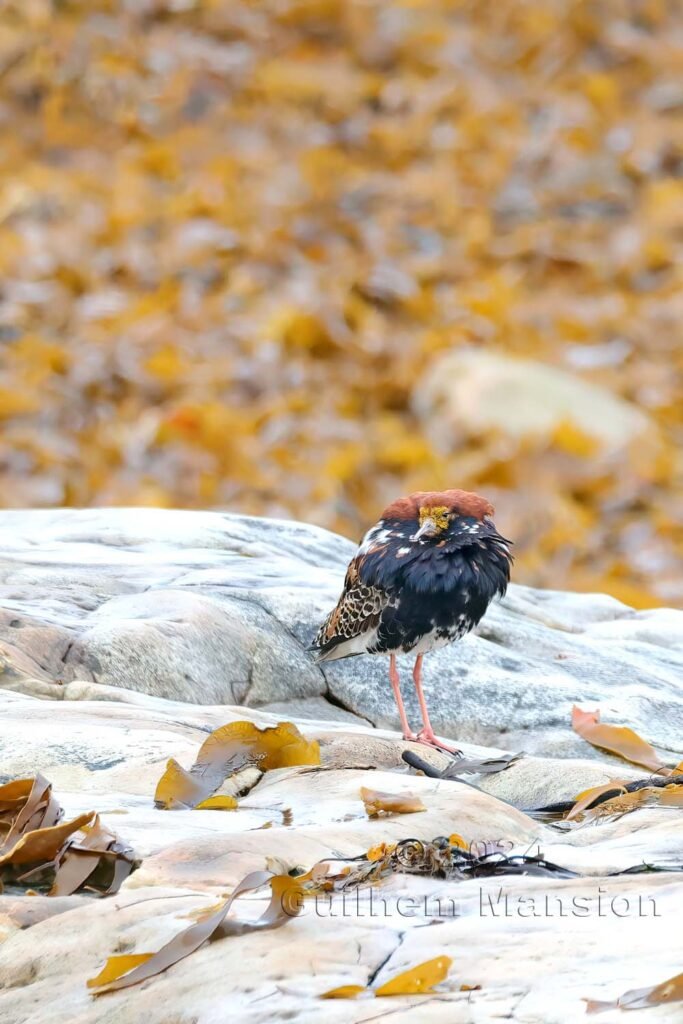 Calidris pugnax- Combattant varié [Scolopacidae]