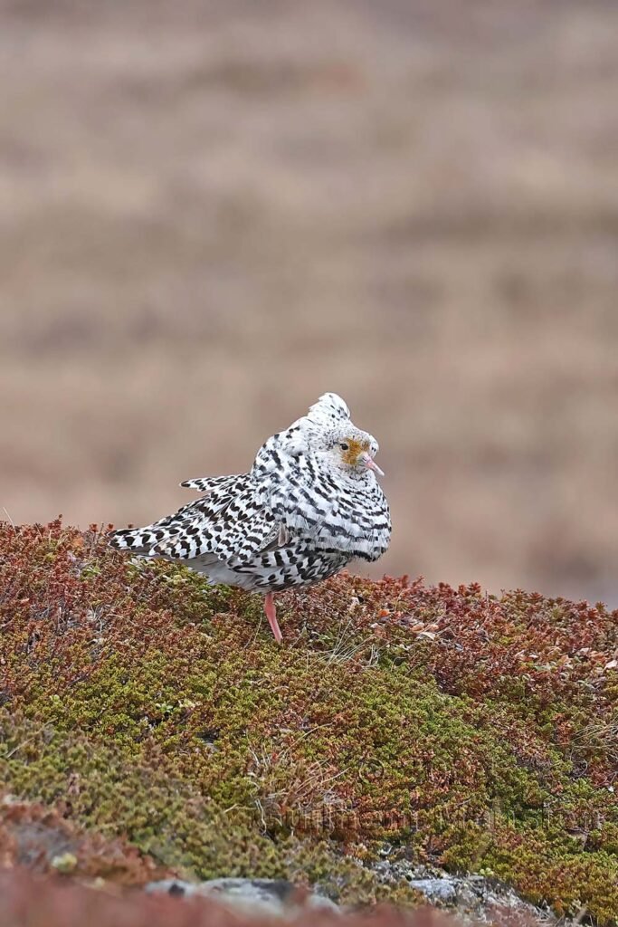 Calidris pugnax- Combattant varié [Scolopacidae]