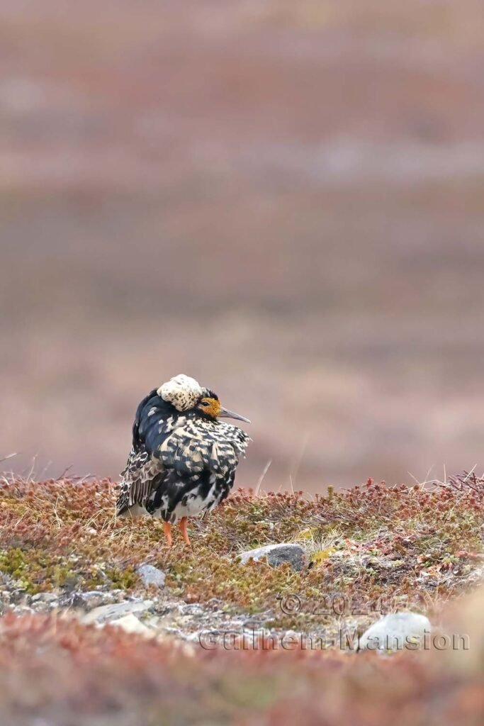 Calidris pugnax- Combattant varié [Scolopacidae]