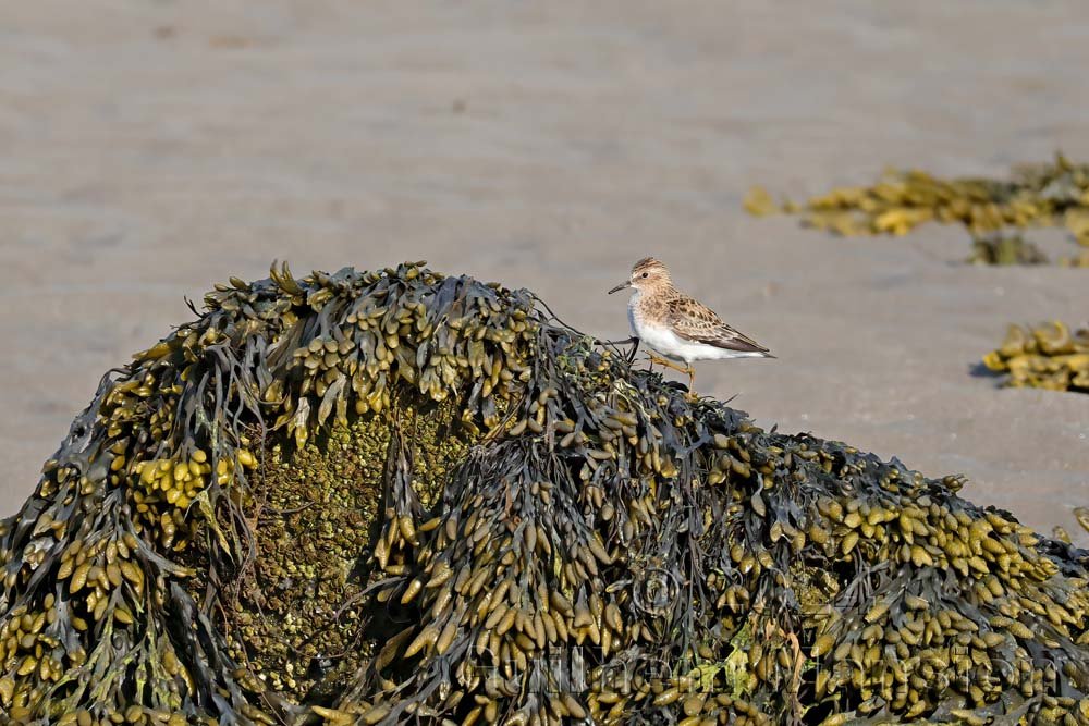 Calidris temminckii - Bécasseau de Temminck [Scolopacidae]