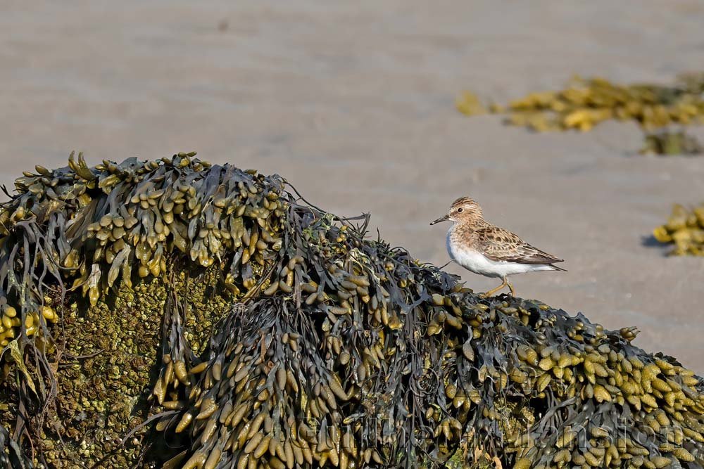 Calidris temminckii - Bécasseau de Temminck [Scolopacidae]