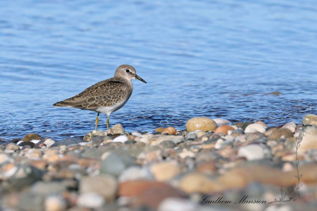 Calidris temminckii - Bécasseau de Temminck [Scolopacidae]