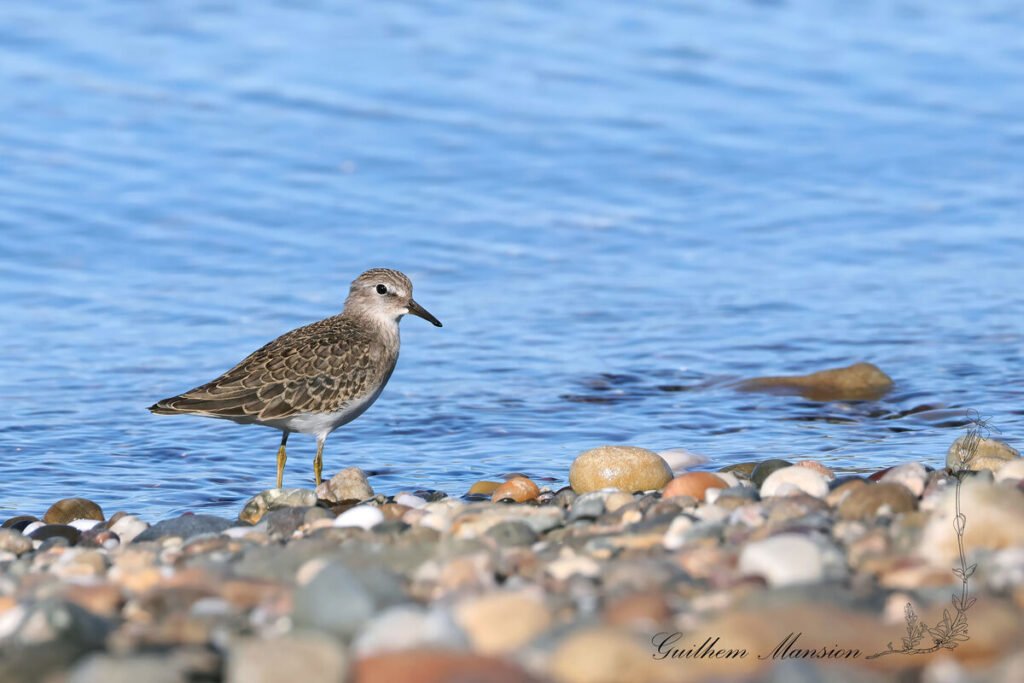 Calidris temminckii - Bécasseau de Temminck [Scolopacidae]